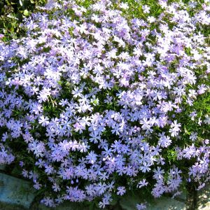 Phlox subulata Blue P9