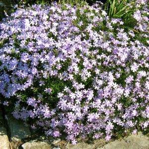 Phlox subulata Blue 13 cm pot