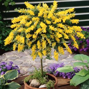 Standard Cytisus Yellow