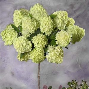 Standard Hydrangea Lime Light