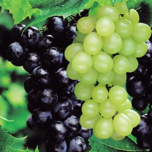 Grape Combo 'Boskoop Glory' Blue/White (2x1)