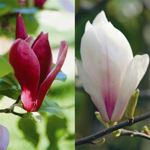 Magnolia combo Susan/Burgundy glow P9 2x1