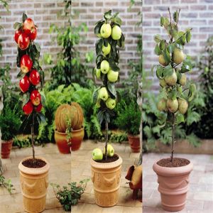 Dwarf Growing Coll. Apple Red/Apple Yellow/Pear Doyenne P9 x 3