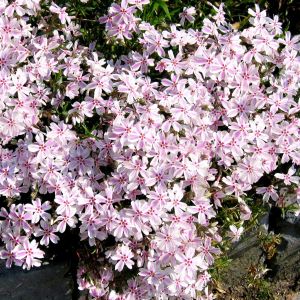 Phlox subulata Candy Stripe 9 cm