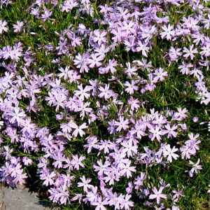 Phlox subulata Pink 13cm pot