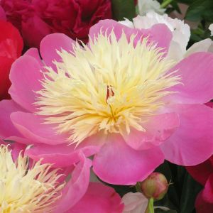 Paeonia Charming Lady