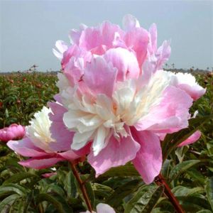 Paeonia lactiflora Sorbet