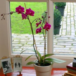 Phalaenopsis Purple 11 cm