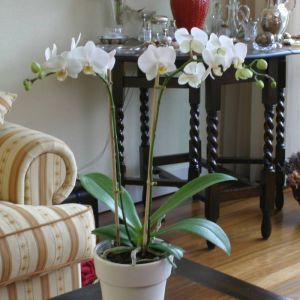 Phalaenopsis White 11 cm