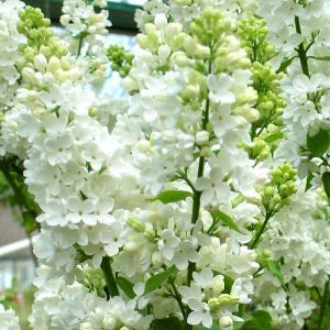 Syringa vulgaris White P9 a