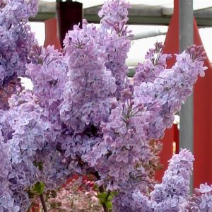 Syringa vulgaris Blue P9
