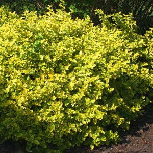 Euonymus fortunei Emeralds Gold P9