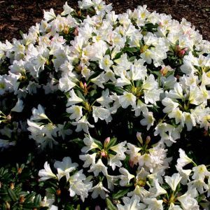 Rhododendron Silver Sixpence 9 cm pot