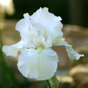 Iris germanica White