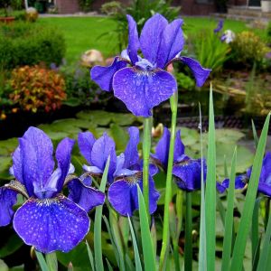 Iris sibirica 'Deep Blue'