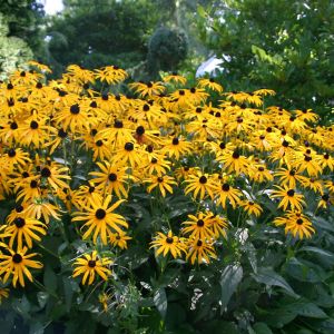 Rudbeckia fulgida Gold Sturm los
