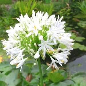 Agapanthus White  17 cm pot