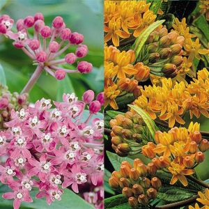 Asclepias combo Tuberosa/Cinderella