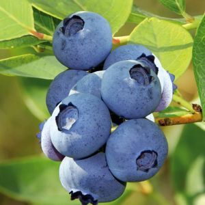 Blueberry 'Bluecrop'