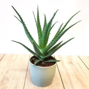 Aloe Arborescens 12 cm
