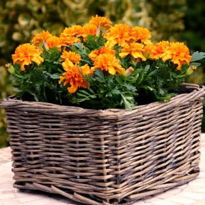 Marigold Orange