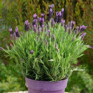 Lavender stoechas P15