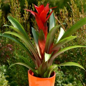 Bromelia Red 12 cm
