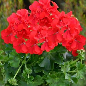 Pelargonium zonale Red 10 cm Pot