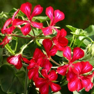 Pelargonium Red