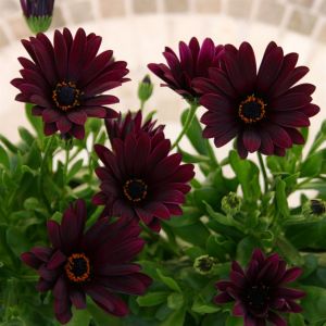 Osteospermum Purple P11