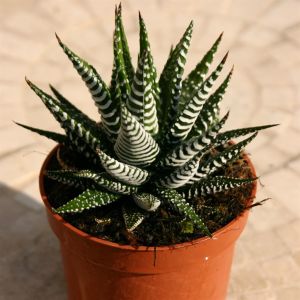 Haworthia fasciata 'Zebra Plant'