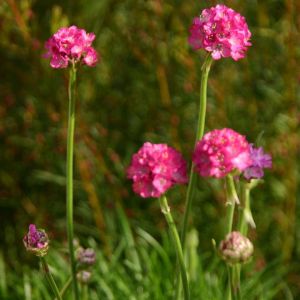 Armeria maritima pink P10