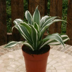 Dracaena 'White jewel'