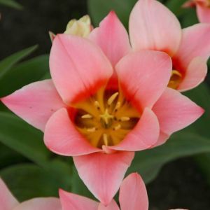 Tulip greigii Rosana x 10