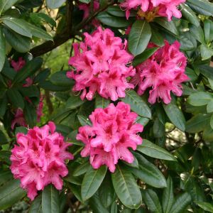 Rhododendron Anah Kruschke P9