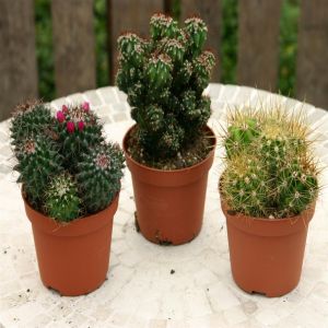 Cacti Mixture B