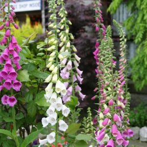 Digitalis purpurea Foxy hybrids 17 cm pot