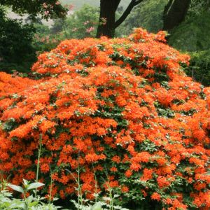 Azalea mollis orange