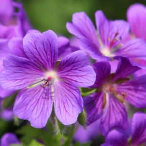 Geranium Johnson's Blue  9 cm pot
