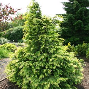 Chamaecyparis laws. Sunkist 19 cm pot