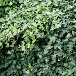 Ivy Hedera helix