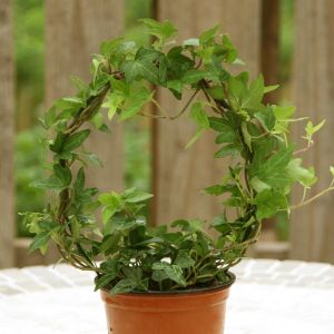 Hedera Helix Shamrock (Ring)