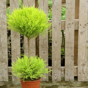 Standard Cupressus macrocarpa