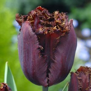Tulip fringed Black Jewel