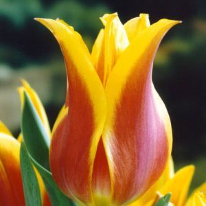 Tulip Ballade Dream 11/12