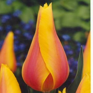 Tulip lily flowering Long Lady 11/12 cm