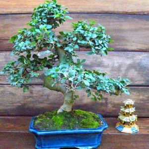 Bonsai Elm parvifolia S shaped 25 cm pot 14 yr