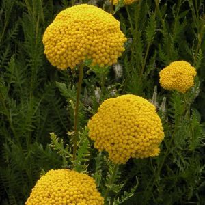 Achillea filipendulina Parker's Variety 9 cm pot