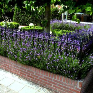 Lavender Hidcote P14