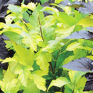 Physocarpus 'Dart's Gold'